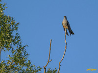 Réserve Naturelle de Montenach
